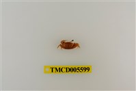 藏品(鉗指管招潮蟹)的圖片